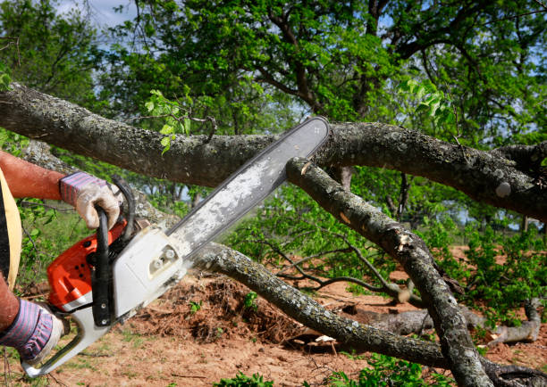 Best Tree Pruning Services  in Westwood, PA